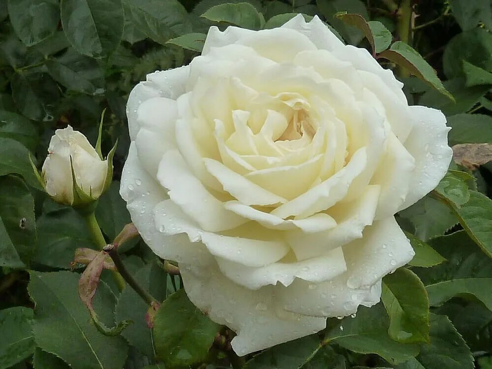 Розы моро. Розы моро. Розы моро. Розы моро. Розы моро.