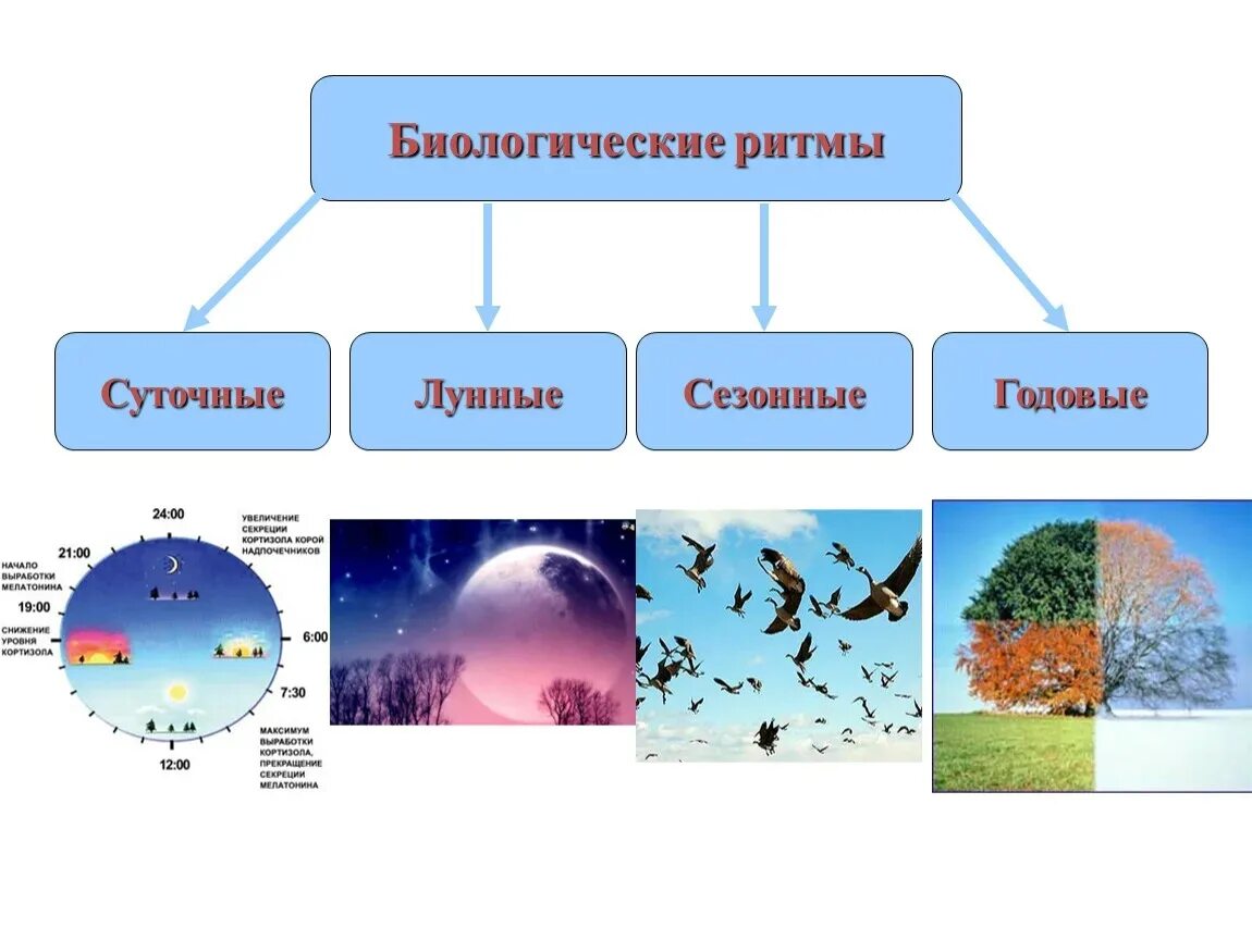 Сезонные ритмы в жизни растений. Сезонные биоритмы. Биологические ритмы суточные и сезонные. Сезонные биоритмы человека. Суточные биоритмы растений.