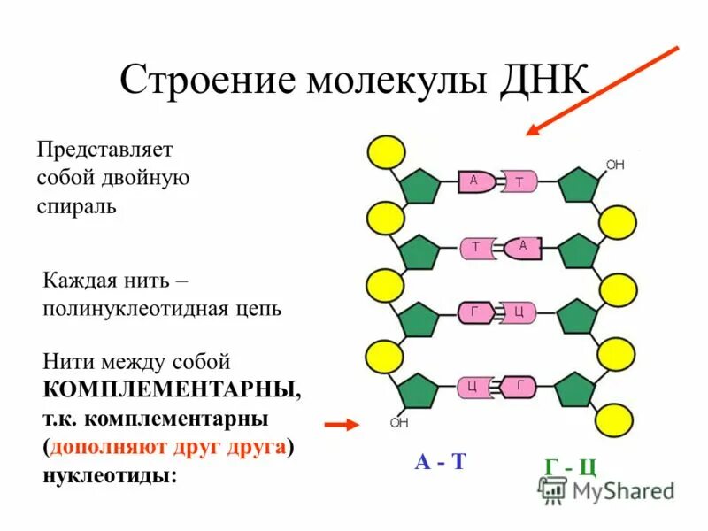 Нуклеиновые формы жизни