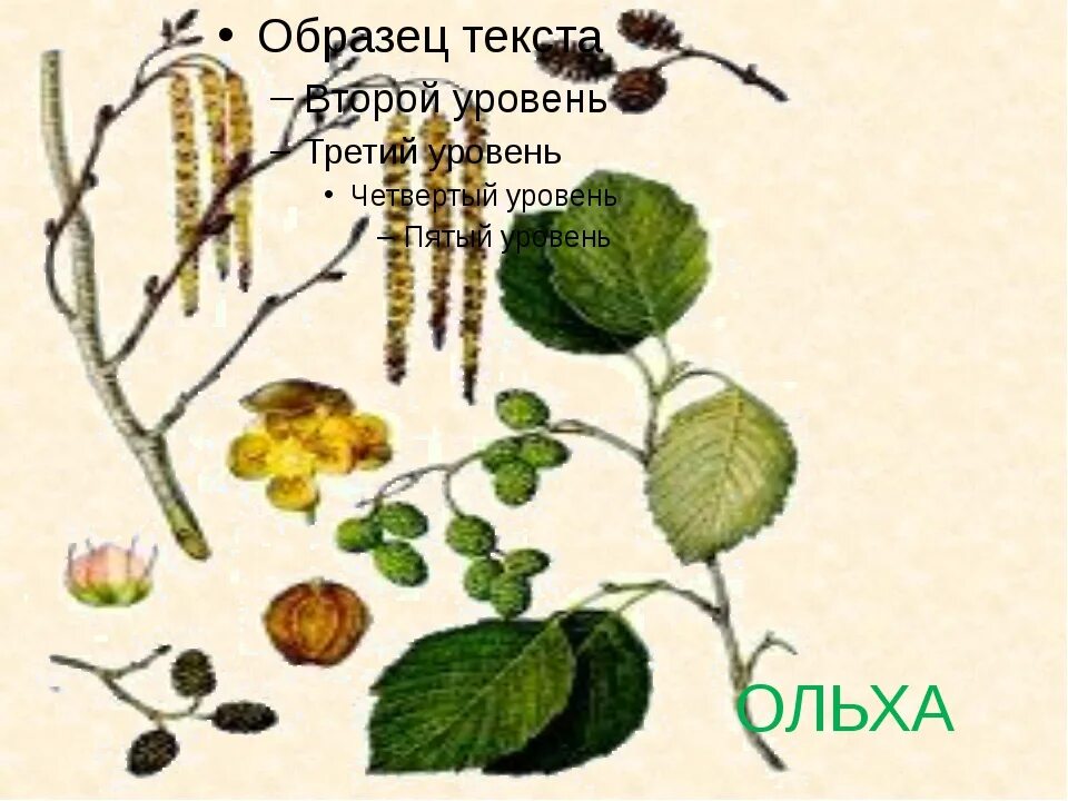 Среди кустов ольхи извивается поблескивая. Ольха цветочки. Повторение изученного в начале урока. Ольха сердцелистная. Среди кустов ольхи извивается поблескивая.