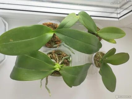 Extra plant