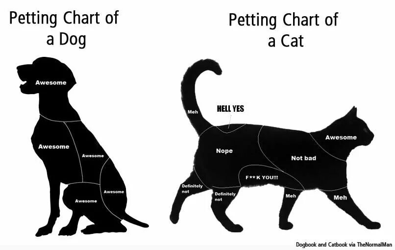 Мемы с собаками. Pet карта. Мемы про собак и кошек. Кот vs собака. Мемы.. Переведи cat dog