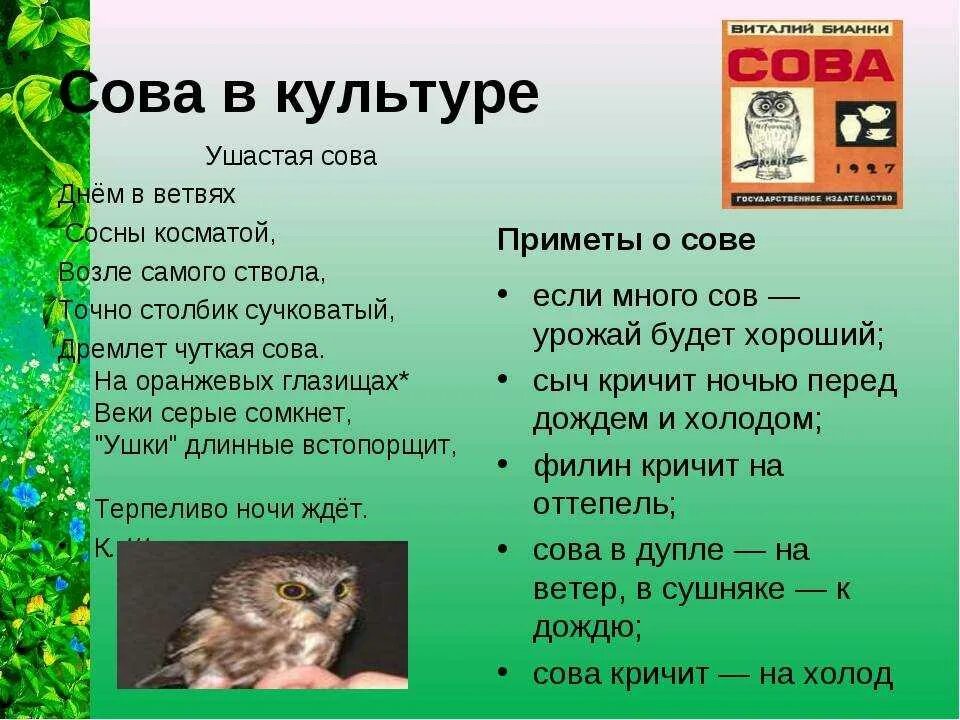 Браминский сыч. Воробьиный сыч. Сыч. Сыч 2k. Сыч возле дома.