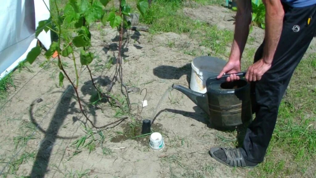 Чем удобрять виноград весной. Поливная система для винограда. Шурфы для полива винограда. Правильный полив винограда. Корневой полив винограда.