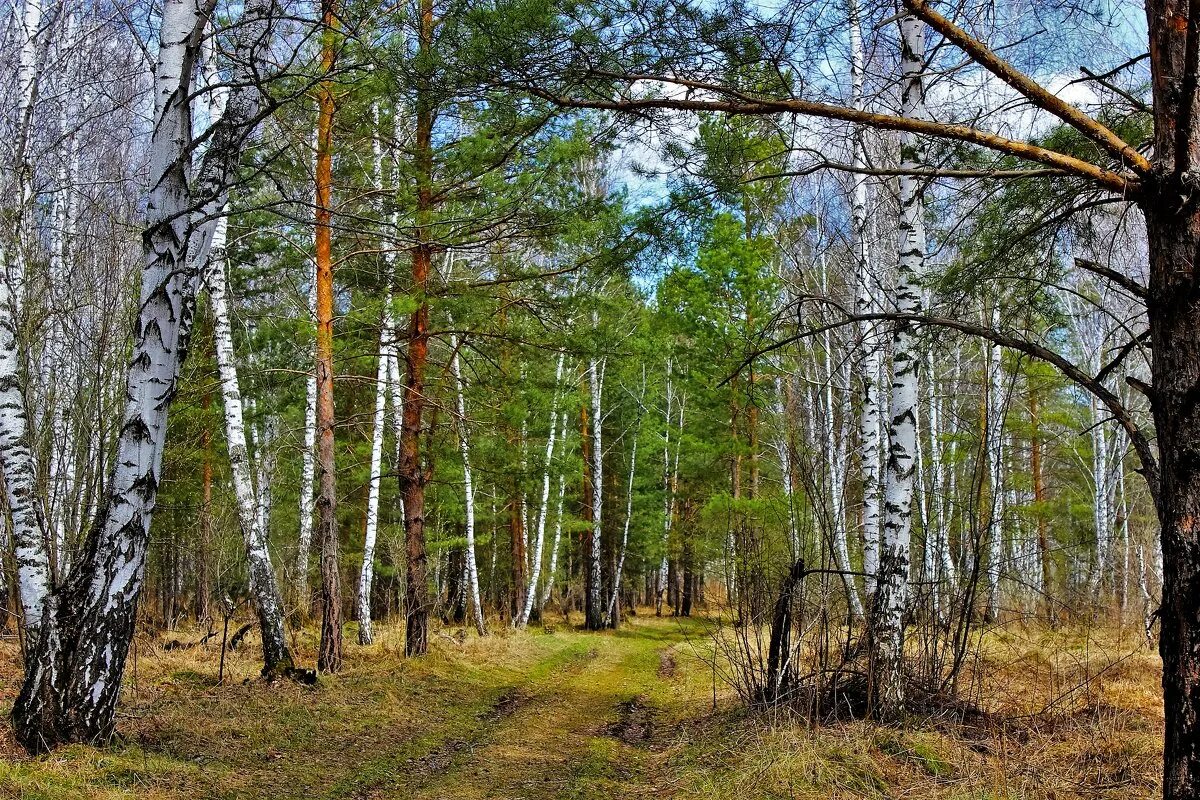 Звуки весеннего леса для детей. Лес весной. Апрель в лесу.