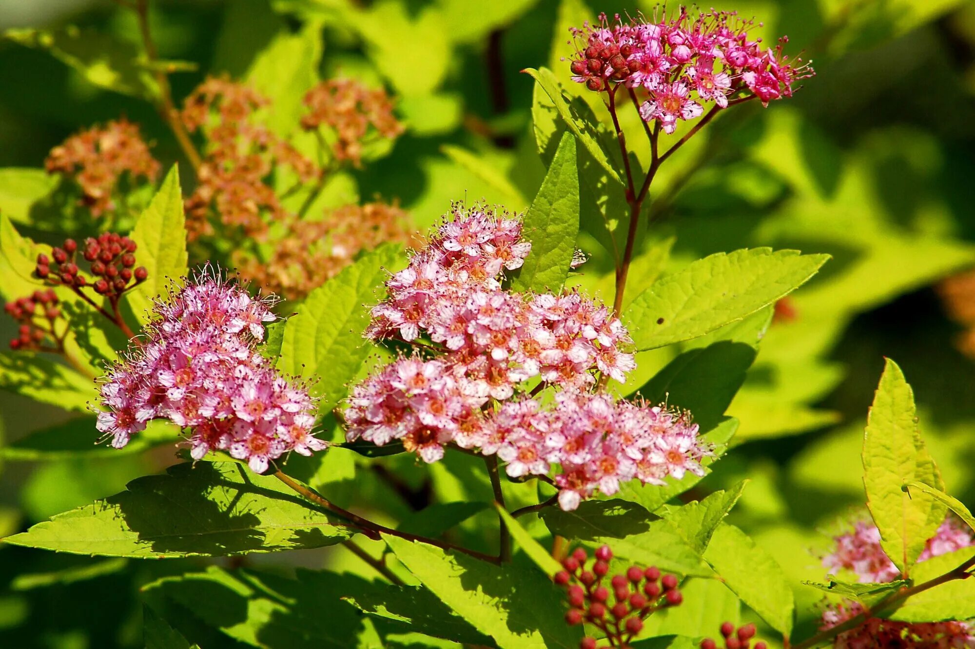 Spiraea japonica. Спирея Голдмаунд. Спирея пониклая. Спирея японская. Спирея Gold Mound.