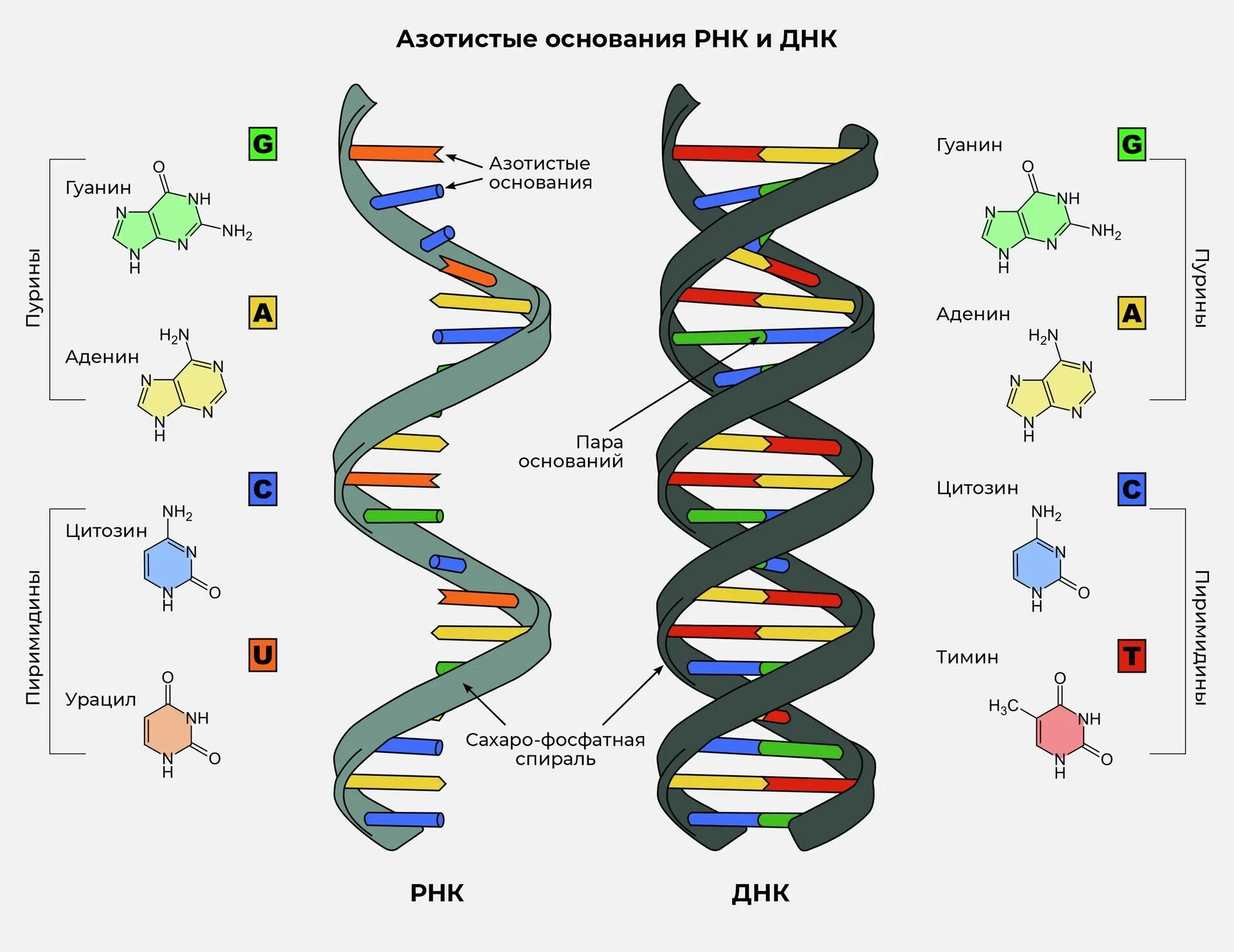 ДНК. Цепь ДНК И РНК. Строение нуклеиновых кислот ДНК И РНК. Цитозин в ДНК.