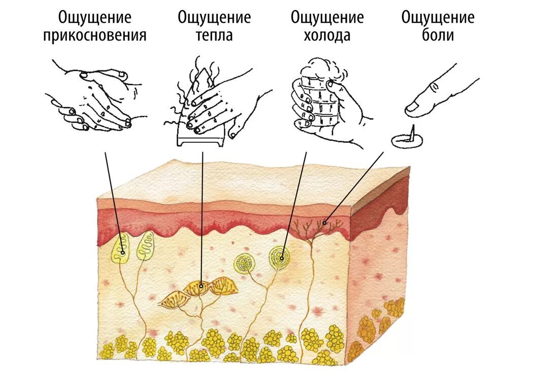 Болезненные прикосновения. Кожные ощущения. Рецепторы кожи. Кожное чувство кожное ощущение. Рецепторы кожи человека.