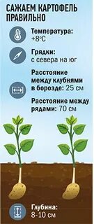Какое расстояние между картошкой при посадке вручную