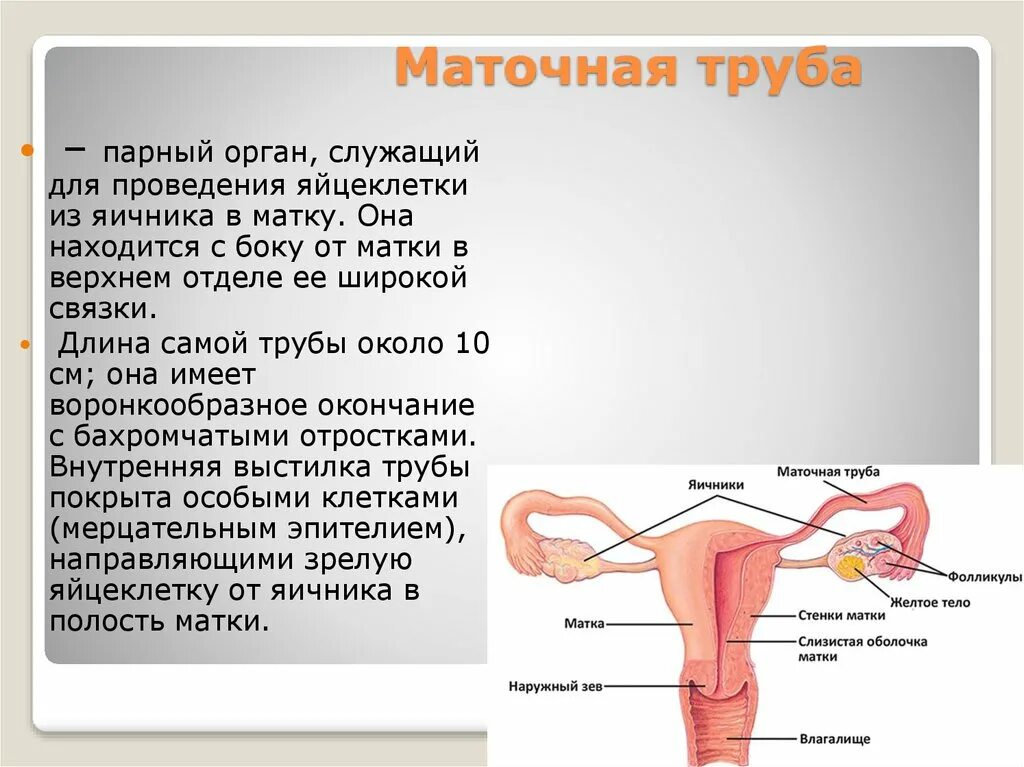 Маточные трубы и матка строение и функции. Матка. Маточные трубы. Яичники: анатомия и строение. Строение маточной трубы анатомия отделы. Строение маточной трубки.