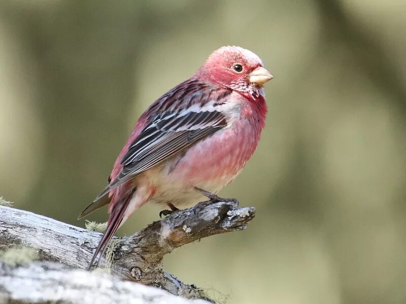 Серо розовая птица. Сибирская чечевица Carpodacus roseus. Воробей Сибирская чечевица. Красноголовый малимбус пурпурная чечевица. Carpodacus roborowskii.