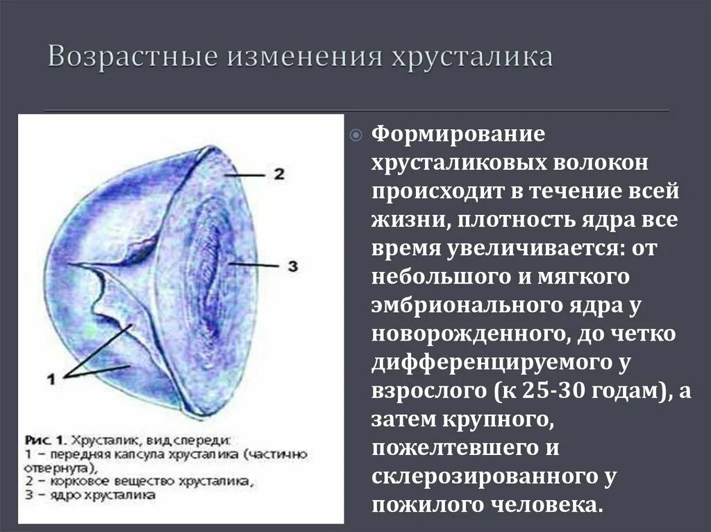 Хрусталик глаза выполняет функцию. Возрастные изменения хрусталика. волокна хрусталика. возрастные изменения глаза. особенности строения хрусталика.
