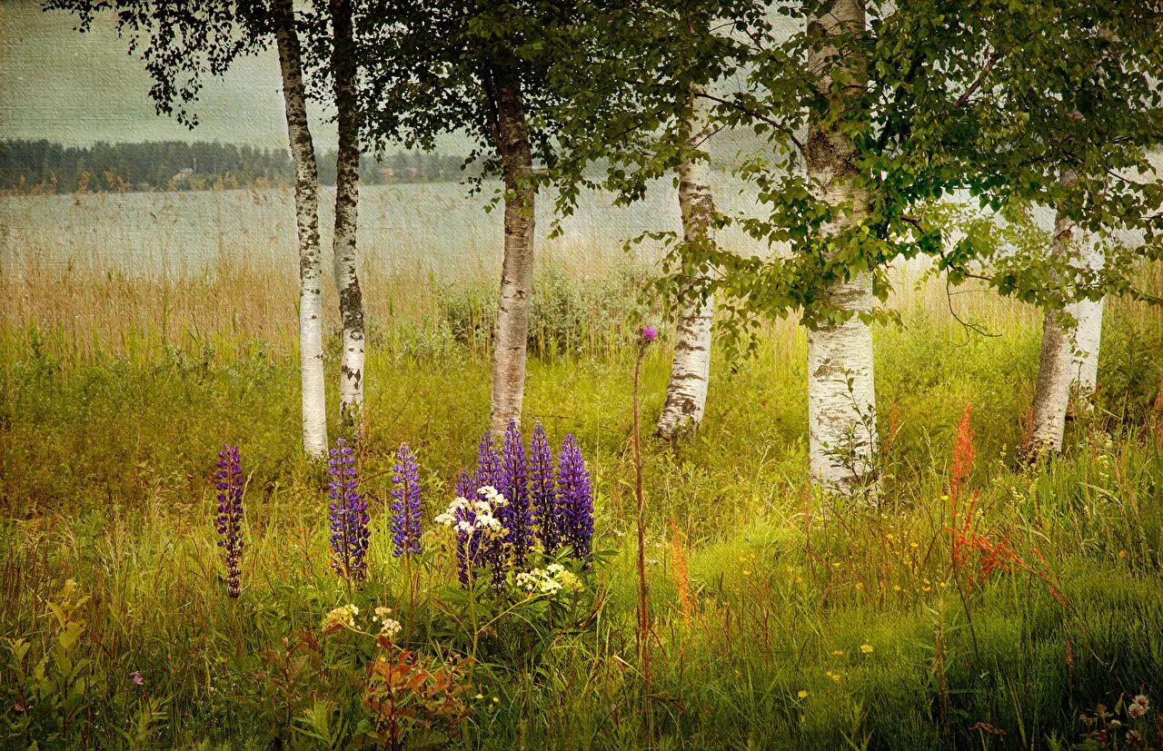 Среди берез мне нет места. Березовые Рощи Поленова. Русская природа. Красота русской природы. Русская природа летом.