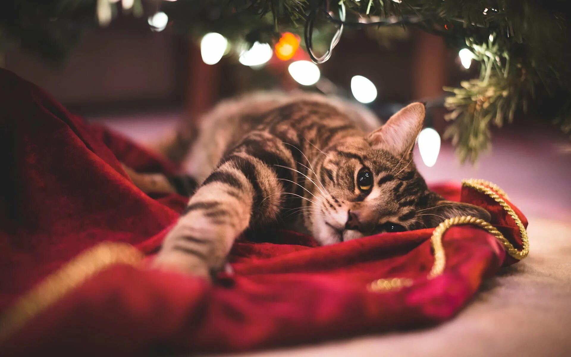 Кот празднует новый год. Новогодние коты. кошки новый год. рождественский кот. кошка под елкой.
