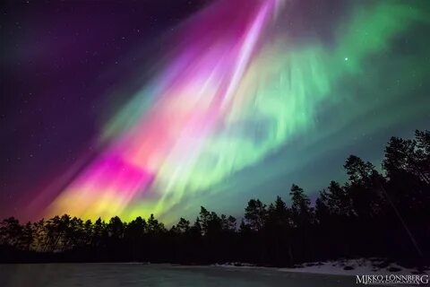 Цветы северное сияние