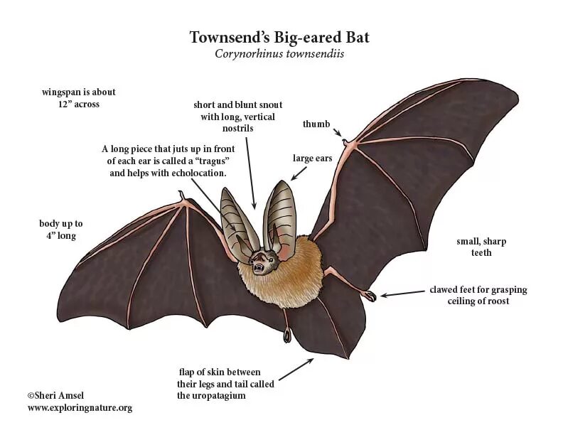 Bat перевод на русский. Bat anatomy. летучая мышь corynorhinus rafinesquii. bat какой звук. bat работа основанная на принципах.