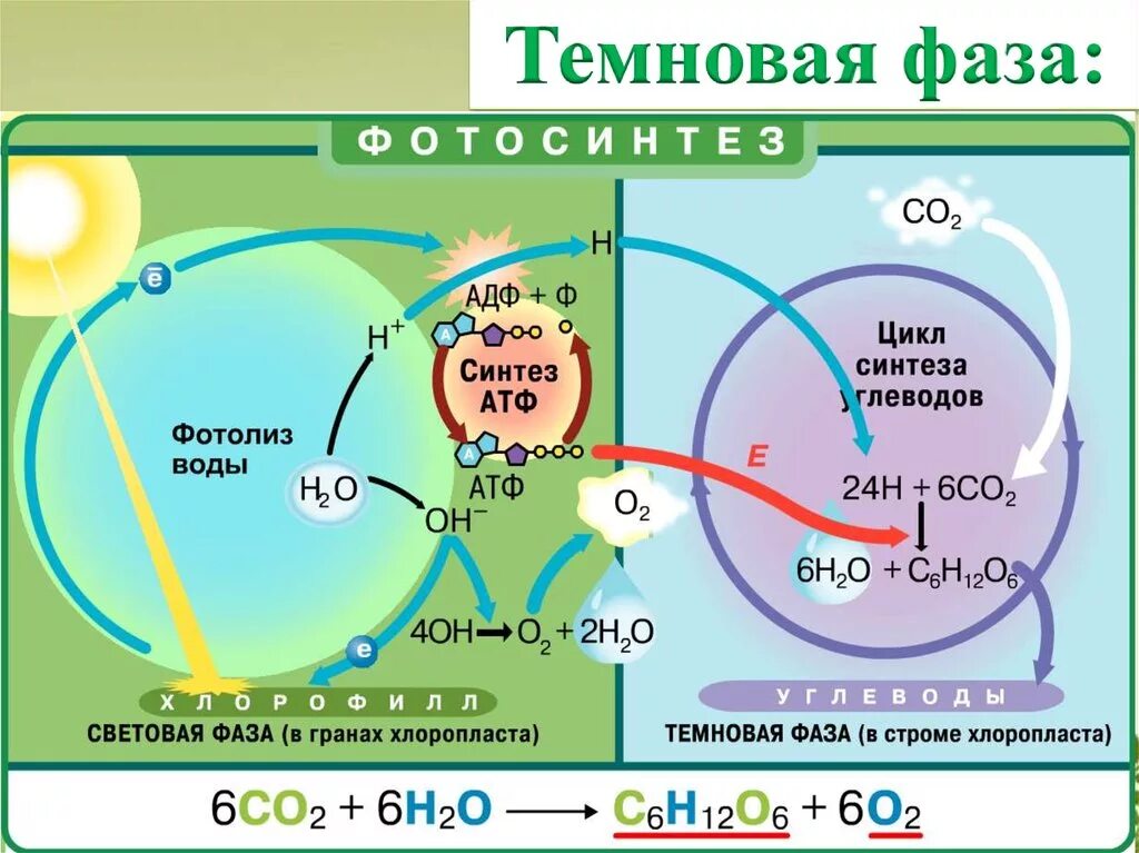 Фаза синтез