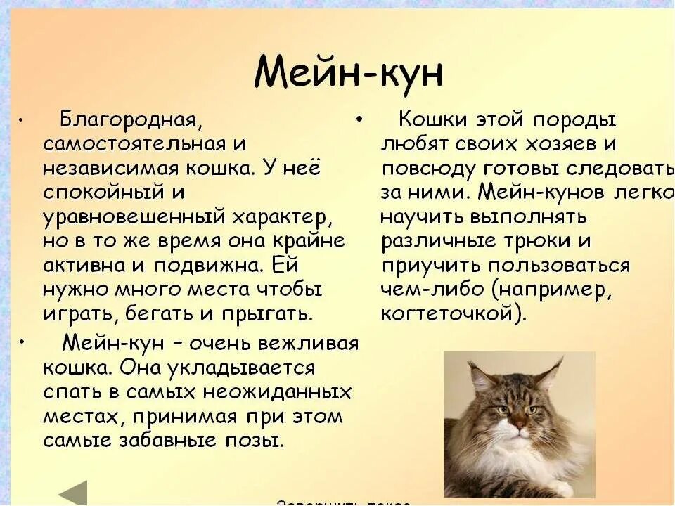Породы кошек характеристики. Кошки породы Мейн кун описание. Рассказ о породе кошек Мейн кун. Порода кошек Мейн кун доклад. Кошки Мейн куны характеристики.