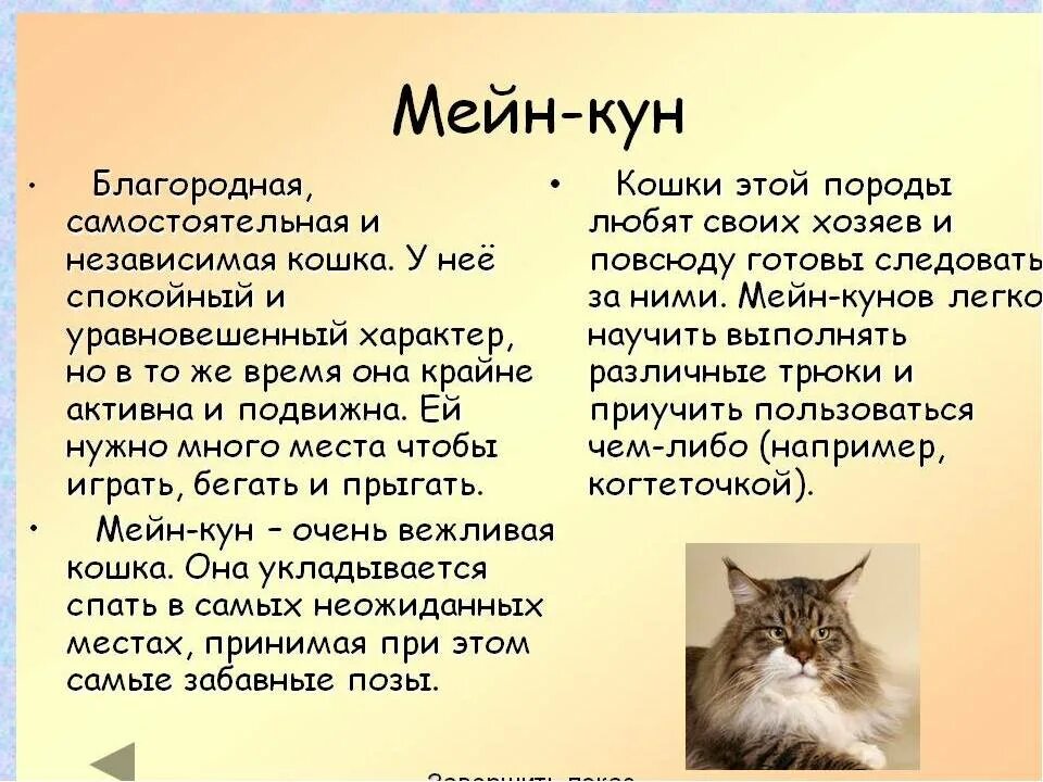 Описание характера пород кошек. Кошки породы Мейн кун описание. Рассказ о породе кошек Мейн кун. Порода кошек Мейн кун доклад. Кошки Мейн куны характеристики.