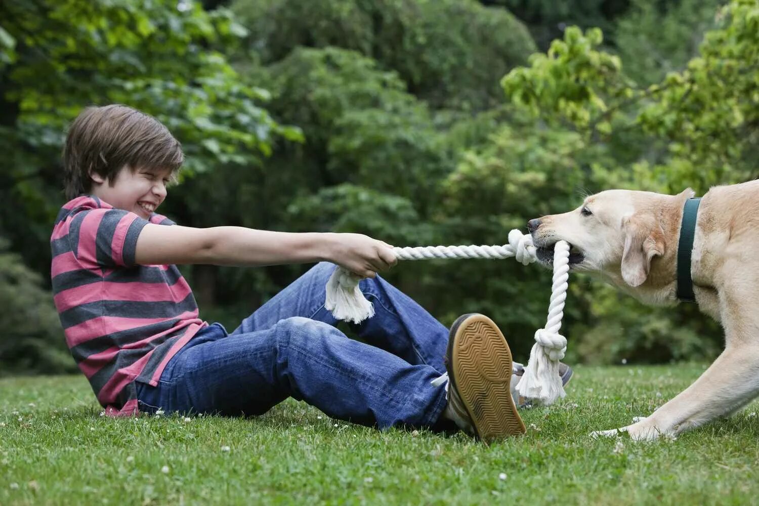 Игра про собаку. Человек с собакой. Собака для детей. Собака играет. The dog likes the park