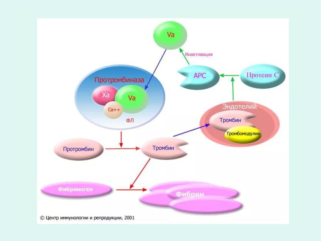 Рибопереключатели. Эпидермальный фактор роста (egf). Abotic factor. Fgf. Serovital витамины.