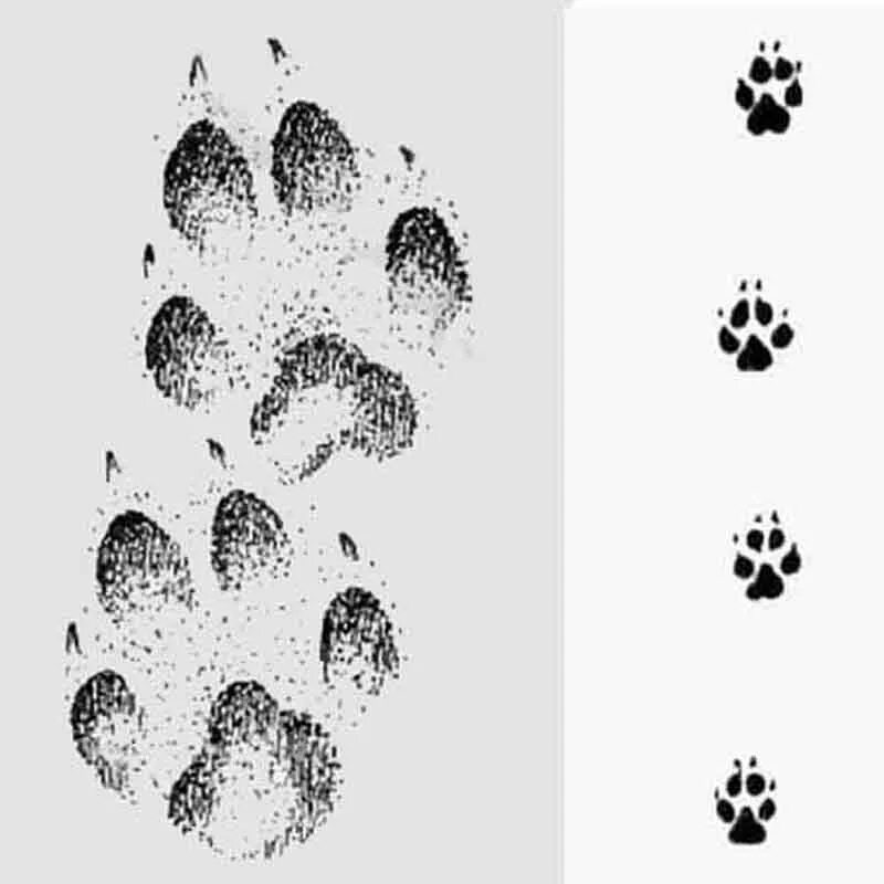 След волка. След рыси волка лисы и собаки. Следы волка и лисы на снегу. След отпечаток волка лисы собаки.