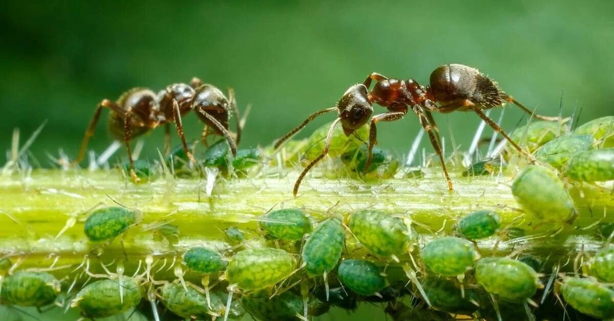 Тля и рыжий муравей Тип взаимоотношений. Симбиоз насекомых. Муравей. Муравьиная тля. Отношения между тлей и муравьев