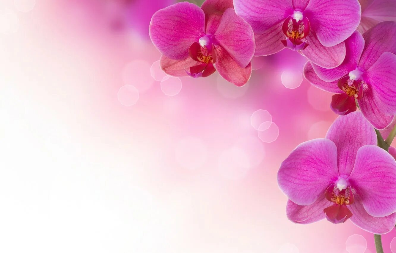 С днем кооперации поздравление. Цветочный фон. Орхидеи обои. Цветок орхидеи. Картинки цветов с именами