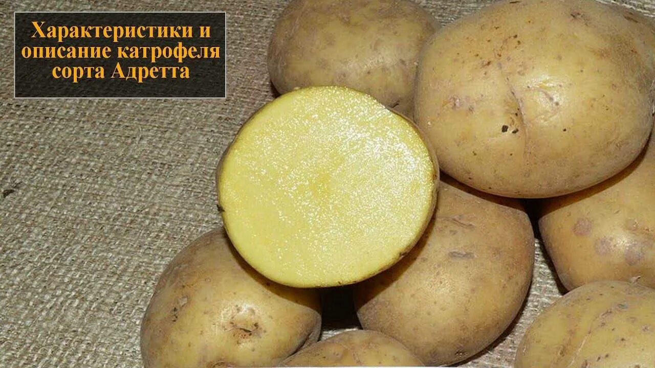 Картофель семенной сорт Гала, Адретта.. Семена картофеля Адретта. Сорт Адретта. Адретта элита картофель. Картофель адретта характеристика сорта отзывы вкусовые качества