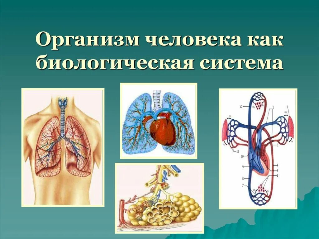 В чем заключается биология человека. Организм. Системы организма человека. Биологическая система человека. Системы жизнедеятельности человека.