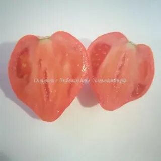 Томат красный волк характеристика и описание