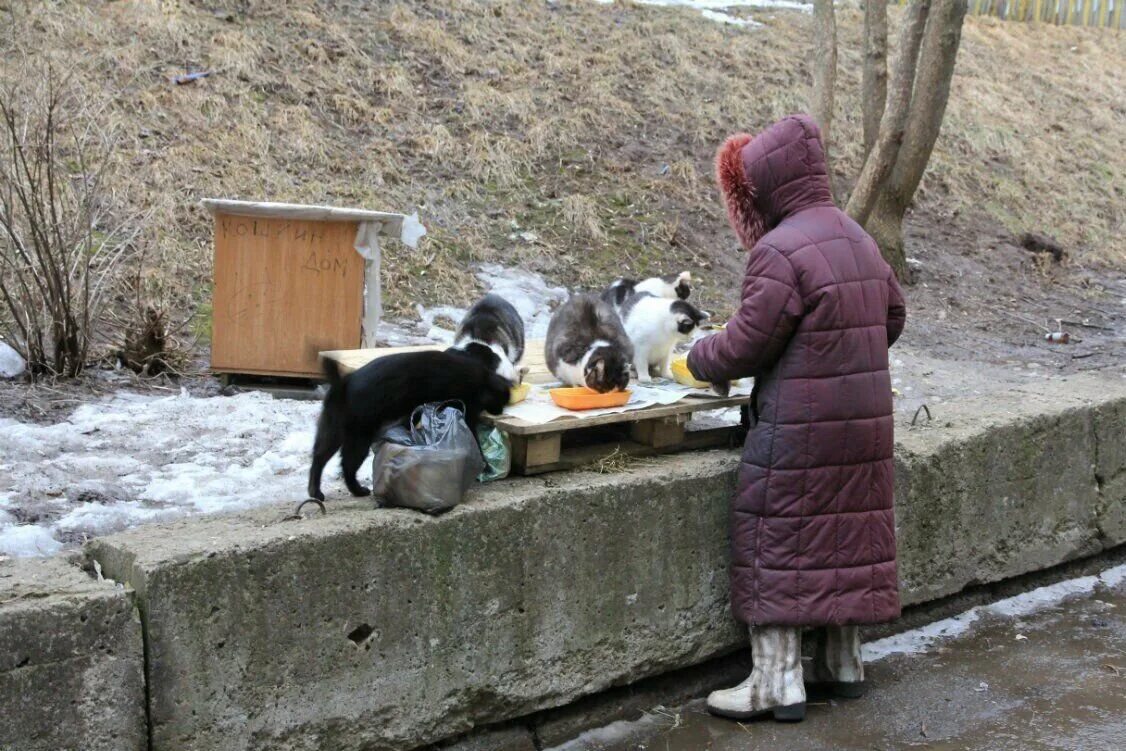 Кормление бездомных кошек. Бездомные кошки и собаки. Подкармливать бездомных животных. Подкармливание бездомных собак.