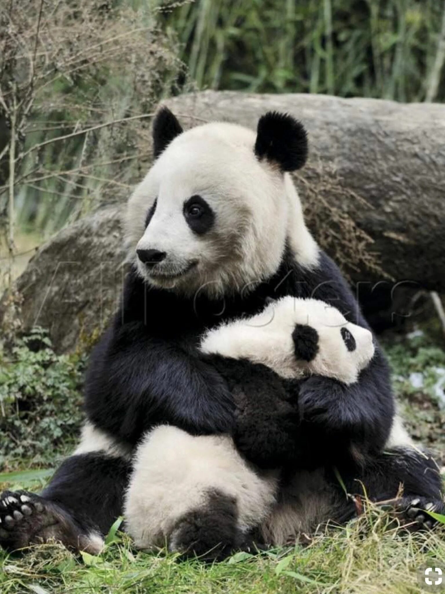 Ailuropoda melanoleuca. Большая Панда с детенышем. Ailuropoda melanoleuca qinlingensis. Giant Pandas. Большая панда медведь