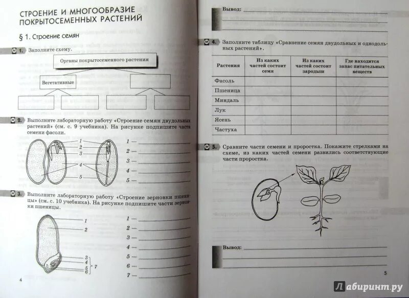 Биология 7 класс контрольная работа покрытосеменные растения. Биология 6 класс тетрадь Пасечник Покрытосеменные растения. Биология 6 класс тетрадь Пасечник задания. Пасечник биология рабочая тетрадь. Рабочая тетрадь по биологии 6 класс Пасечник цветок.
