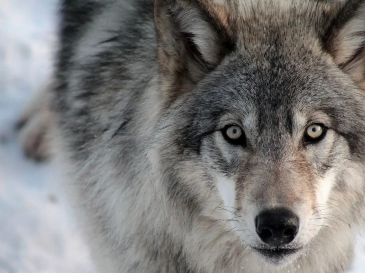 Нежность волков. Поступки волка. Волк переярок. Йеллоустонский заповедник волки. Оскаленный волк.