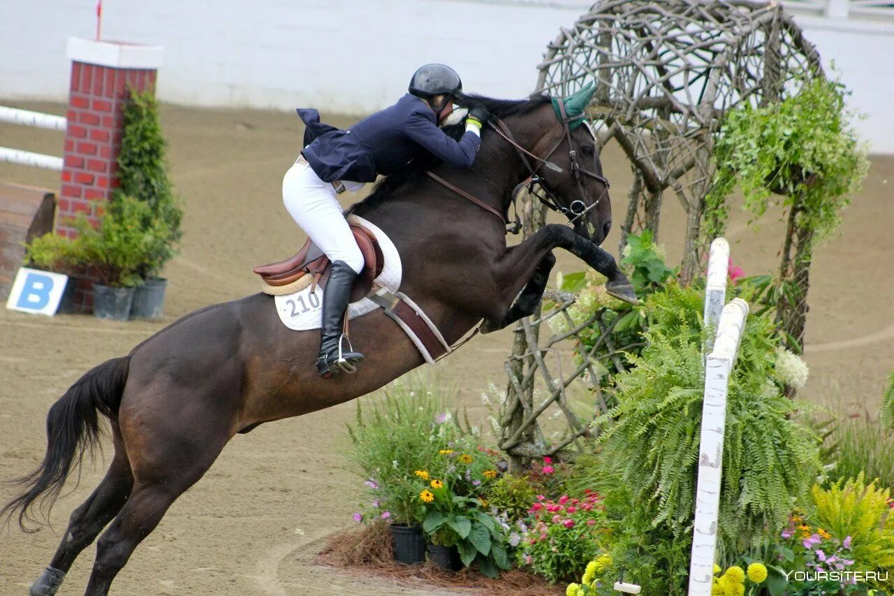 Конкур всадник. Конный спорт мужчины. Конкур конный спорт. Конкур конный спорт. Конкурная лошадь.