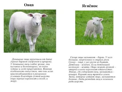 Где находится барашек