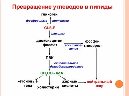 Превращения углеводов в организме человека