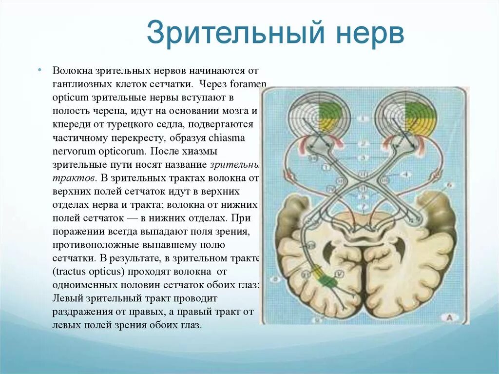 Ход волокон зрительного нерва. Зрительный нерв. Зрительные нервы. Зрительный нерв начинается. Два зрительных нерва