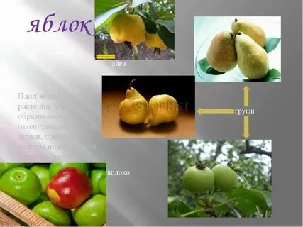 Тип яблони