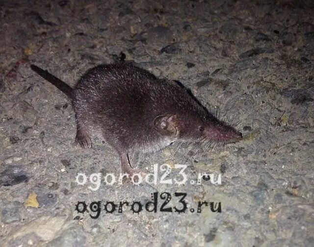 Способы борьбы с землеройкой. Нора бурозубки. Землеройка как бороться. Землеройка как бороться. Землеройка фото ходов как бороться.