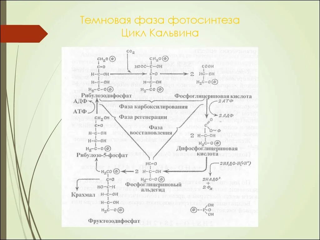 Протекают реакции цикла кальвина. Цикл Кальвина в фотосинтезе. Цикл Кальвина в фотосинтезе схема. Темновая фаза фотосинтеза цикл Кальвина. Темновая фаза фотосинтеза цикл Кальвина с-3 путь.