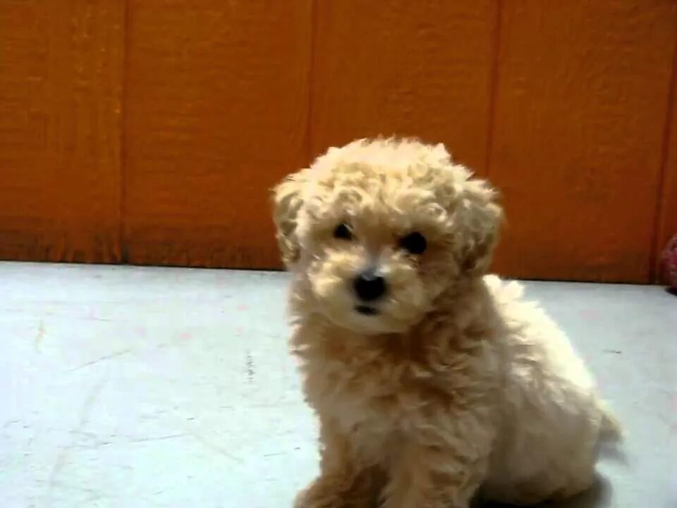linda-maltipoo-dog-03 - Maltipoo Moscow