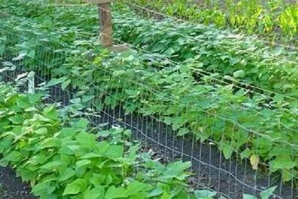 Как сажать спаржевую фасоль в открытый. Подвязка спаржевой фасоли. фасоль вигна подвязка. подвязка фасоли стручковой. спаржевая фасоль посадка.
