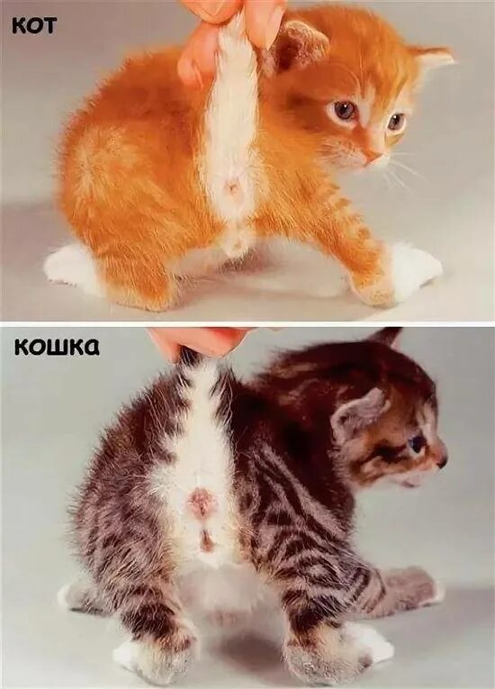 Как определить пол котенка неделя. Как поределить пол котёнка. какопредеелить пол котенка. как определить пол котенка.