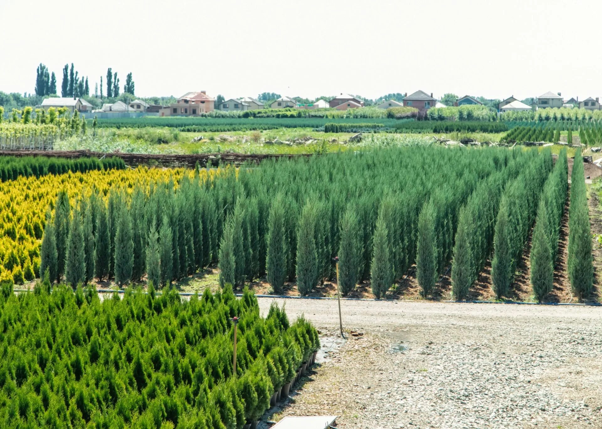 совхоз декоративных культур армавир. сад декоративных культур армавир. армавирский питомник хвойных растений. совхоз декоративных культур армавир. армавир питомник растений им плохова.
