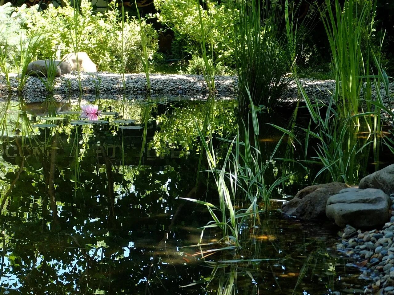 волшебный пруд. волшебный пруд реалистичный. эльфийская природа. сказочный водоем. волшебный пруд.