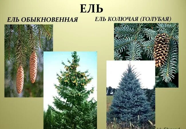 Семена Ель сибирская / Picea obovata, 50 штук - купить в интернет-магазине по ни
