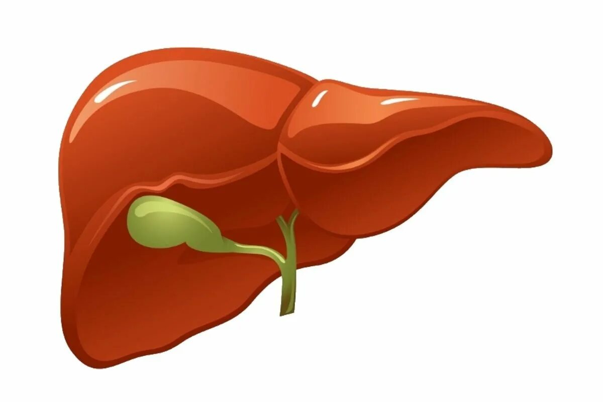 Сердце желчный пузырь. Печень без фона. Печень на белом фоне. Печень на прозрачном фоне.