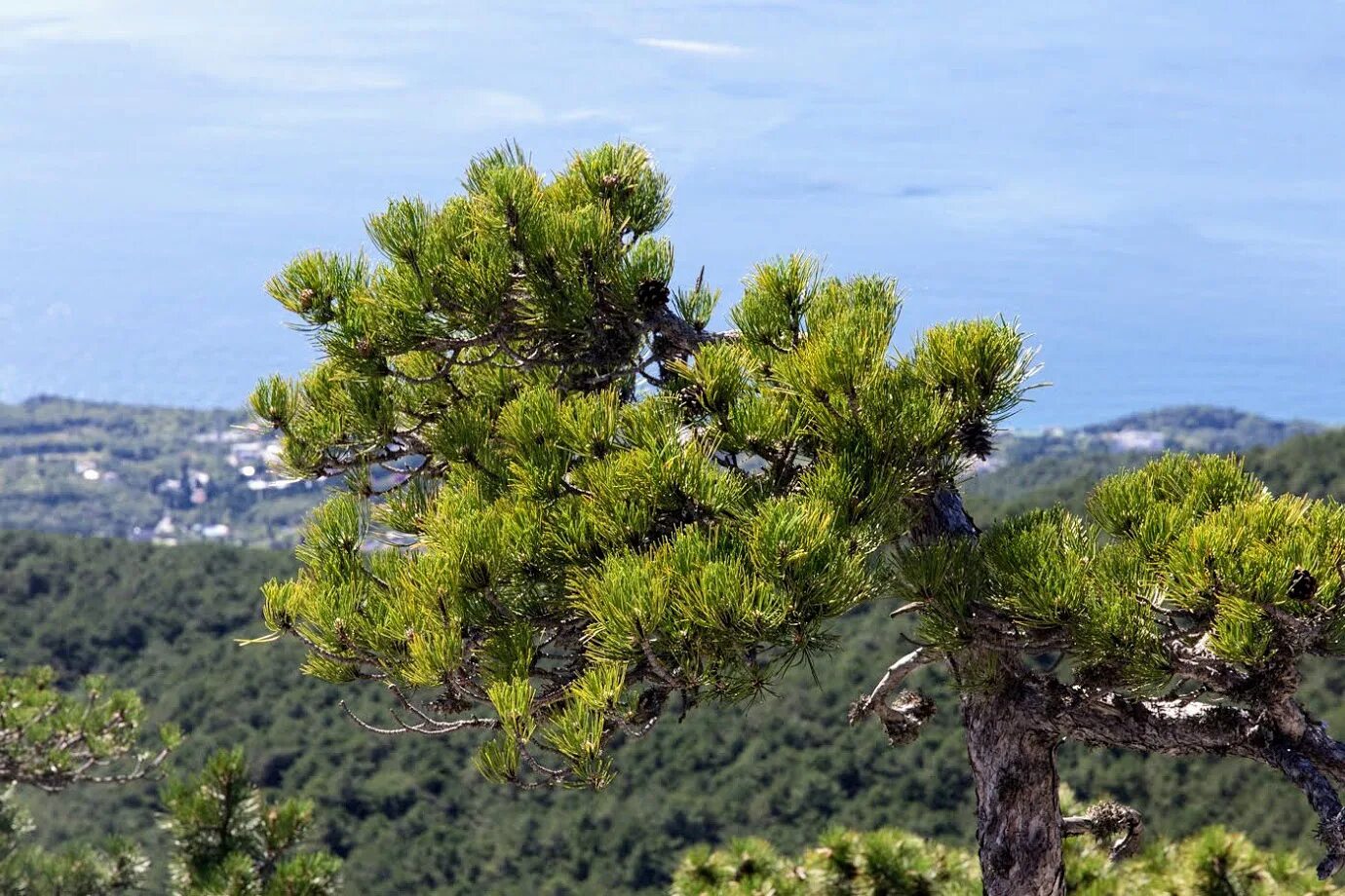 Хвойные крыма. Сосна Палласа Крымская. Сосна Палласа Pinus pallasiana. Сосна Крымская (Pinus pallasiana d.don.). Сосна Пицундская (Станкевича)..